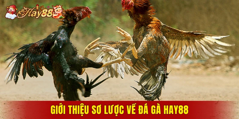 Giới thiệu sơ lược về đá gà Hay88