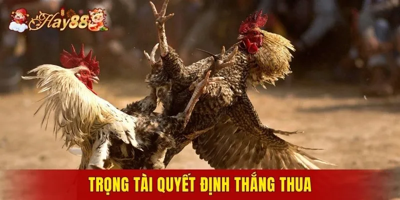 Trọng tài quyết định thắng thua nếu hai con ngang tài